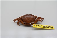 藏品(肉球近方蟹)的圖片